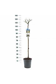 Rosa Kristal C6 Lit. Na steblu 90 cm
