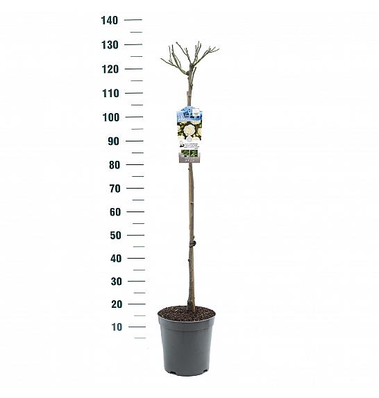 Rosa Kristal C6 Lit. Na steblu 90 cm