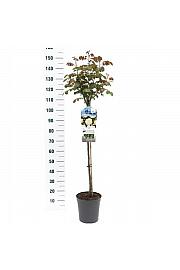 Rosa Kristal C6 Lit. Na steblu 90 cm