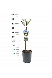 Rosa Kristal C6 Lit. Na steblu 60 cm