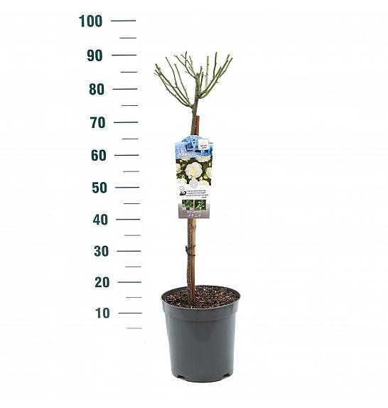 Rosa Kristal C6 Lit. Na steblu 60 cm