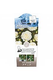 Rosa Kristal C6 Lit. Na steblu 60 cm