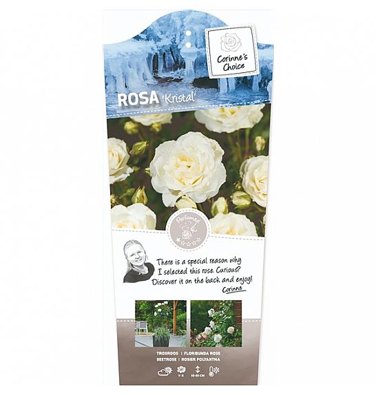 Rosa Kristal C6 Lit. Na steblu 60 cm