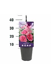 Rosa Königin Marie® C3 Lit. 10-15 cm