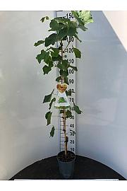Vitis vinifera Muskat Blue C4 Lit. 100-120 cm