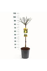 Rosa hybrid Yellow Meilove C6 Lit. Na steblu 60 cm