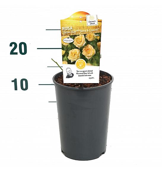 Rosa hybrid Yellow Fairy C2 Lit. 5-10 cm