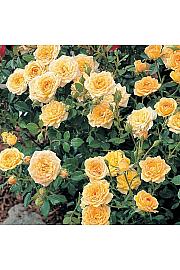Rosa hybrid Yellow Fairy C2 Lit. 5-10 cm