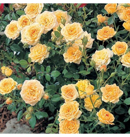 Rosa hybrid Yellow Fairy C2 Lit. 5-10 cm