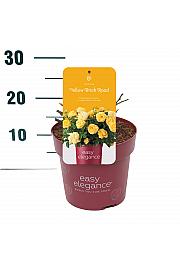 Rosa hybrid Yellow Brick Road C3 Lit. 10-15 cm