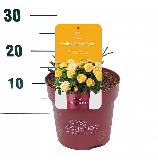 Rosa hybrid Yellow Brick Road C3 Lit. 10-15 cm