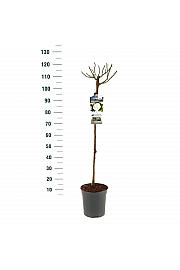 Rosa hybrid White Meilove C6 Lit. Na steblu 90 cm