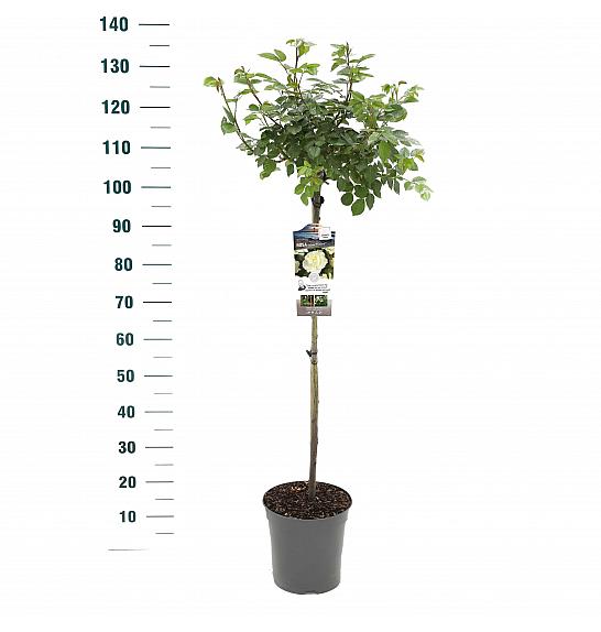 Rosa hybrid White Meilove C6 Lit. Na steblu 90 cm