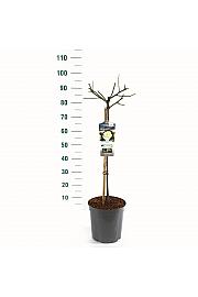 Rosa hybrid White Meilove C6 Lit. Na steblu 60 cm