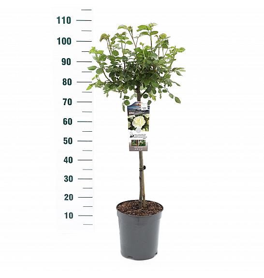 Rosa hybrid White Meilove C6 Lit. Na steblu 60 cm