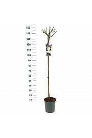 Rosa hybrid White Meilove C6 Lit. Na steblu 110 cm