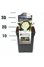Rosa hybrid White Meilove C5 Lit. 15-20 cm