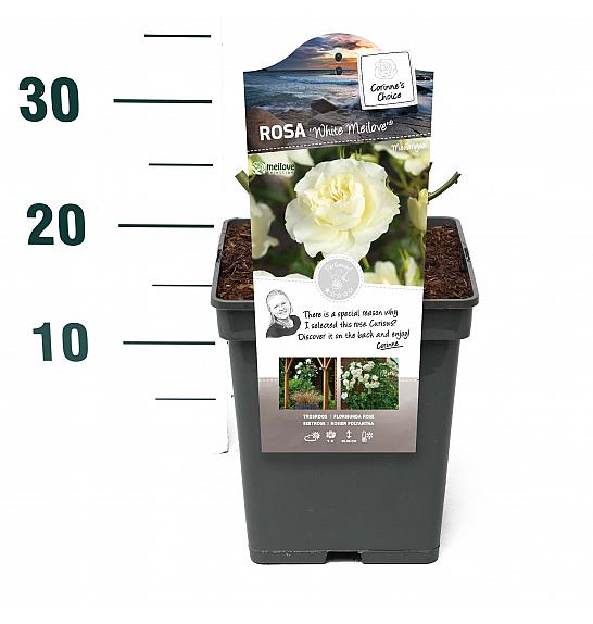 Rosa hybrid White Meilove C5 Lit. 15-20 cm