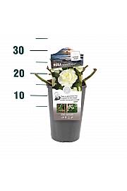 Rosa hybrid White Meilove C3 Lit. 10-15 cm
