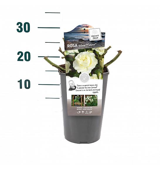 Rosa hybrid White Meilove C3 Lit. 10-15 cm