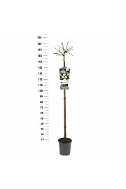 Rosa hybrid White Dorothy C6 Lit. Na steblu 140 cm