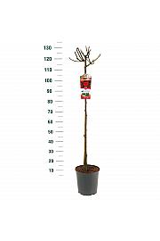 Rosa hybrid Wettra C6 Lit. Na steblu 90 cm