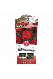 Rosa hybrid Wettra C6 Lit. Na steblu 90 cm