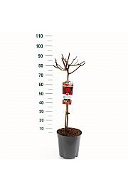 Rosa hybrid Wettra C6 Lit. Na steblu 60 cm
