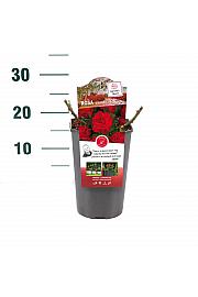 Rosa hybrid Wettra C3 Lit. 10-15 cm