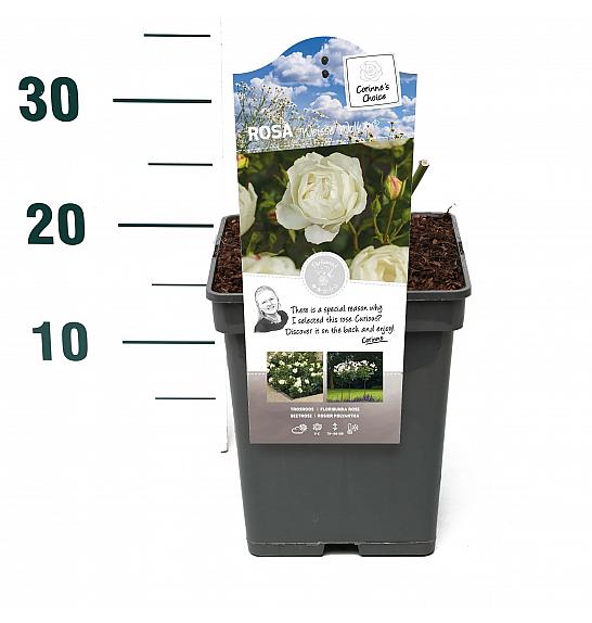 Rosa hybrid Weisse Wolke C5 Lit. 15-20 cm