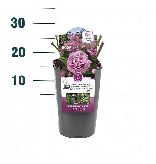 Rosa hybrid Waltz Time C3 Lit. 10-15 cm