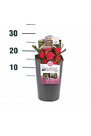 Rosa hybrid Ville du Roeulx C3 Lit. 10-15 cm