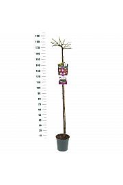Rosa hybrid Veilchenblau C6 Lit. Na steblu 140 cm