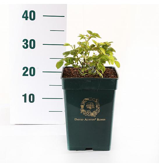 Rosa hybrid Vanessa Bell C5 Lit. 15-20 cm