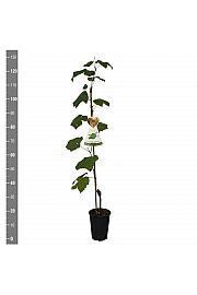 Vitis vinifera Himrod C4 Lit. 100-120 cm
