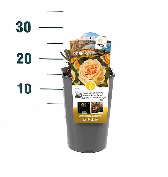 Rosa hybrid Valencia C3 Lit. 10-15 cm