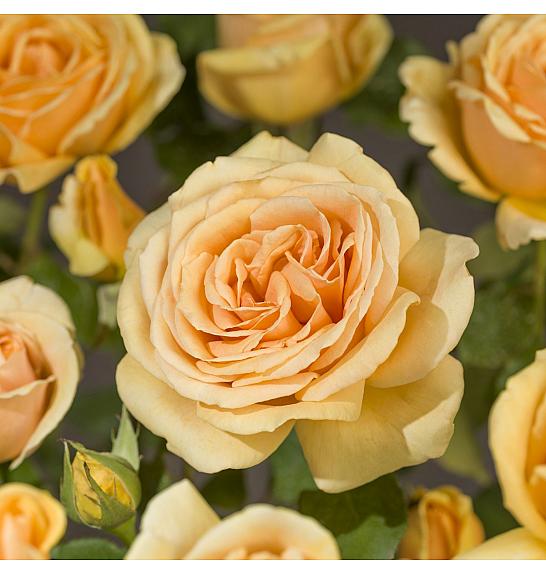 Rosa hybrid Valencia C3 Lit. 10-15 cm