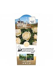 Rosa hybrid Uetersener Klosterrose C5 Lit. 40-60 cm Vzpenjava