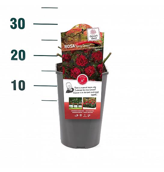 Rosa hybrid The Fairy Queen C3 Lit. 10-15 cm