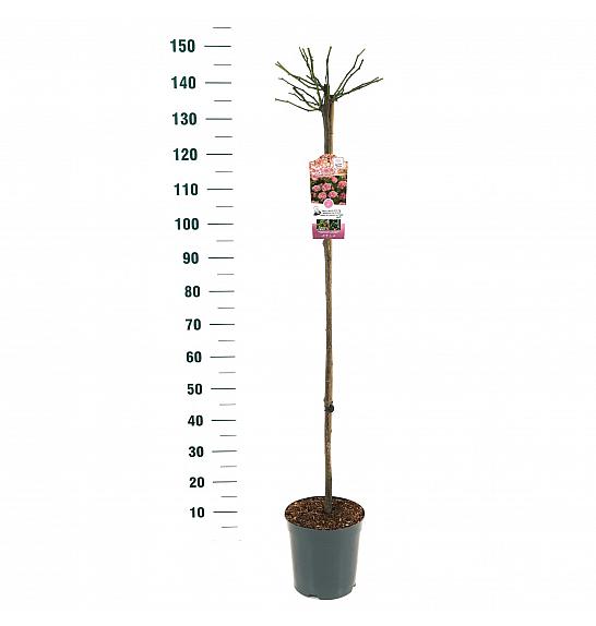 Rosa hybrid The Fairy C6 Lit. Na steblu 110 cm