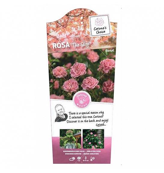 Rosa hybrid The Fairy C6 Lit. Na steblu 110 cm