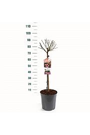Rosa hybrid The Fairy C6 Lit. Na steblu 60 cm