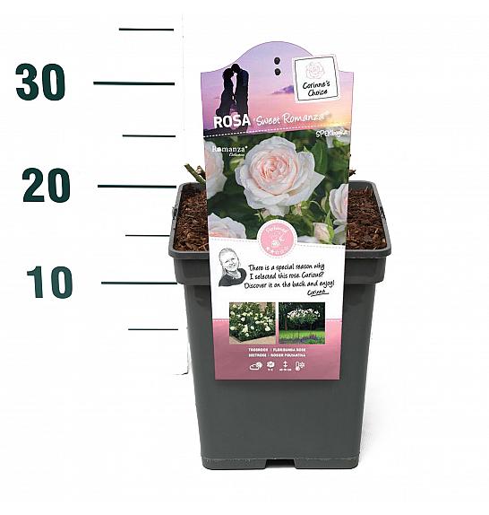 Rosa hybrid Sweet Romanza C5 Lit. 15-20 cm