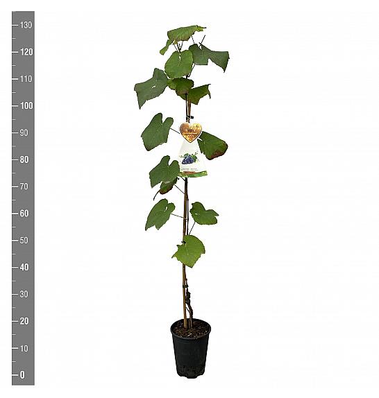 Vitis vinifera Early Campbell C4 Lit. 100-120 cm