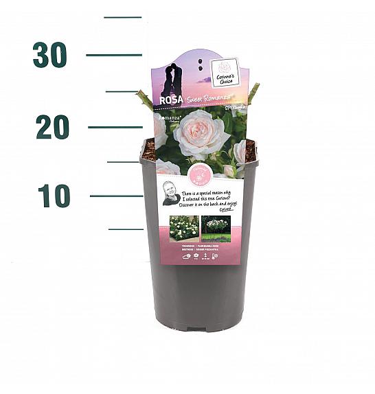 Rosa hybrid Sweet Romanza C3 Lit. 10-15 cm