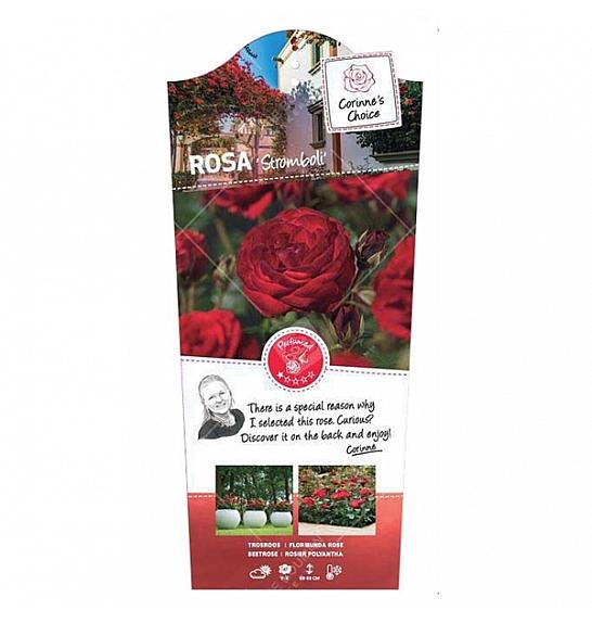 Rosa hybrid Stromboli C3 Lit. 10-15 cm