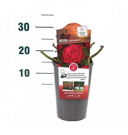 Rosa hybrid Störtebeker C3 Lit. 10-15 cm