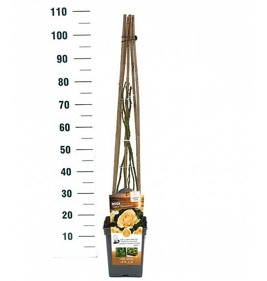 Rosa hybrid Sophia C5 Lit. 40-60 cm Vzpenjava
