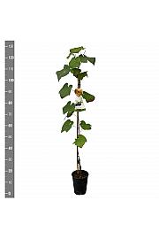 Vitis vinifera Buffalo C4 Lit. 100-120 cm