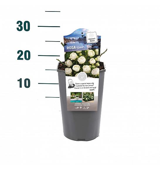 Rosa hybrid Snövit C3 Lit. 10-15 cm